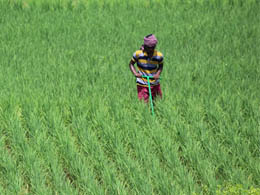 SRI Paddy Cultivation 