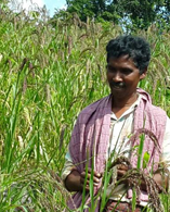 Millets Crop 